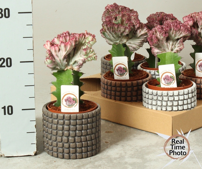 <h4>EUPHOR LAC CRISTATA</h4>