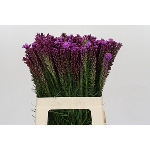 Liatris Spicata