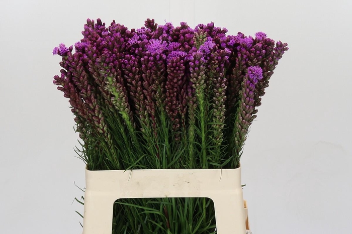 <h4>Liatris Spicata</h4>