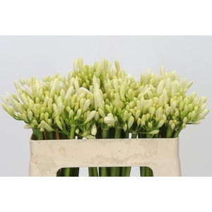 Agapanthus Gletsjer