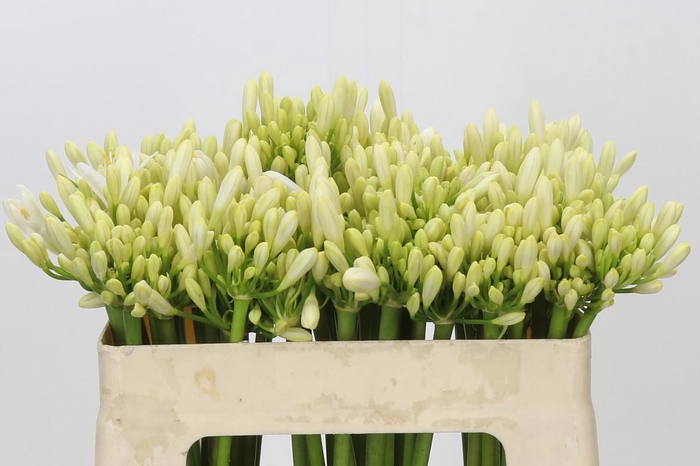 <h4>Agapanthus Gletsjer</h4>