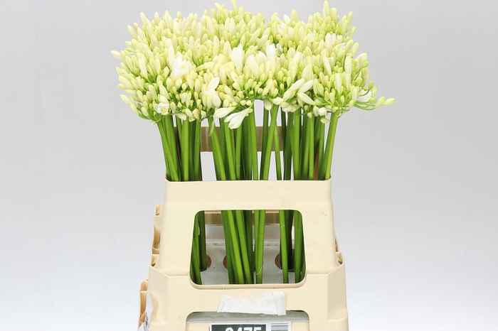 <h4>Agap Gletsjer White</h4>