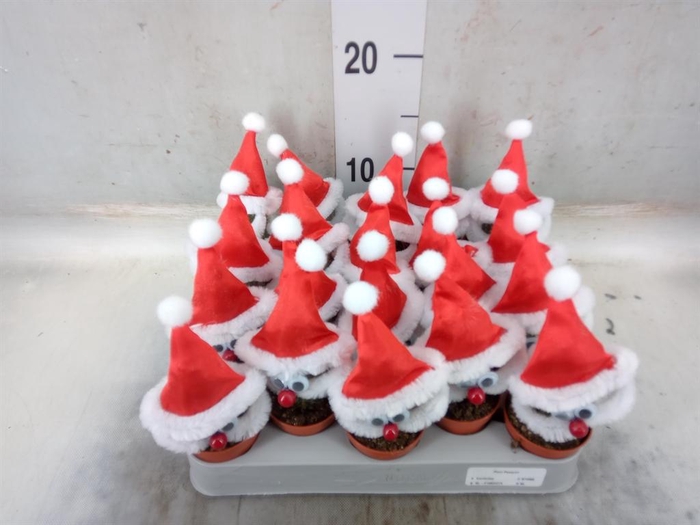 <h4>Cactus   ...decorated</h4>