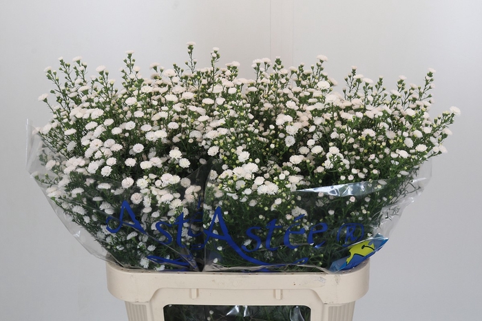<h4>Aster White Gypsy</h4>
