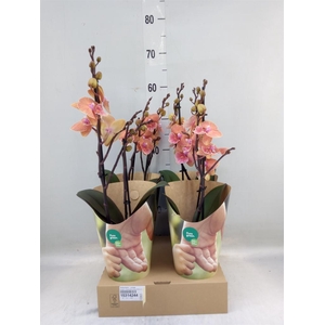 Phalaenopsis   ...orange