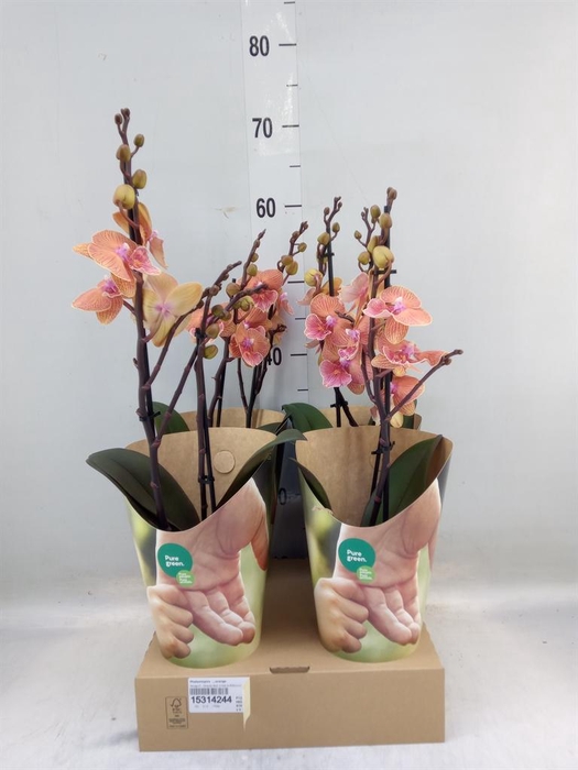 <h4>Phalaenopsis   ...orange</h4>