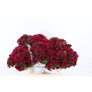 Di Barb Breanthus Jolly Purple Pink