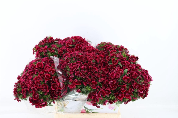 <h4>Di Barb Breanthus Jolly Purple Pink</h4>