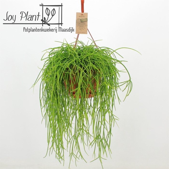 <h4>Rhipsalis   ...</h4>