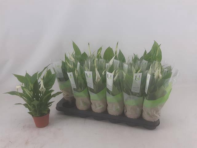 <h4>SPATH CHOPIN</h4>