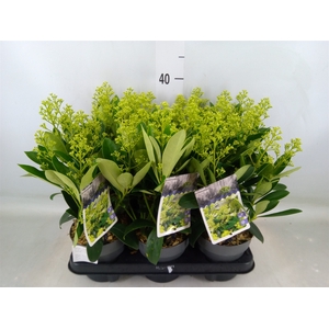 Skimmia jap. 'Finchy'