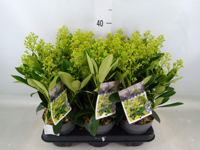 <h4>Skimmia jap. 'Finchy'</h4>