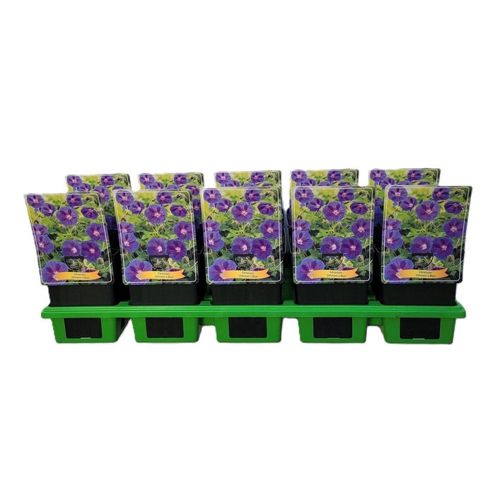 <h4>Geranium Johnsons Blue</h4>