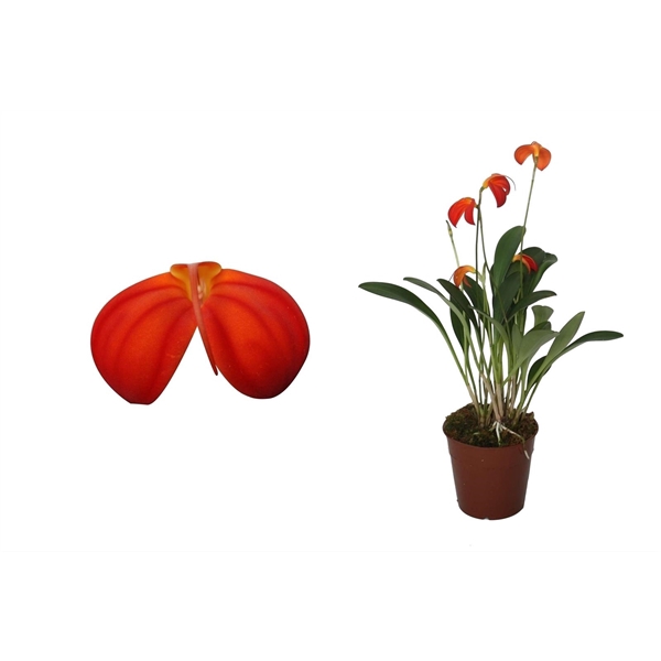 <h4>Masdevallia Ignea 9 cm</h4>