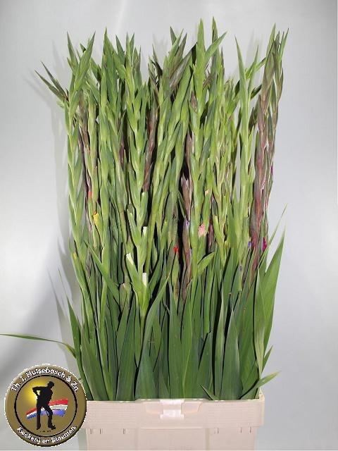 <h4>Gladiolus Gr Mixed In Bunch</h4>