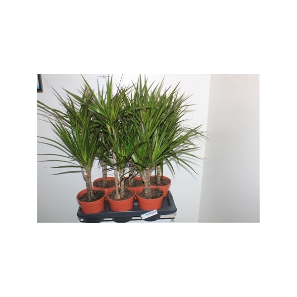 <h4>Dra Marginata 30-10 Cm</h4>