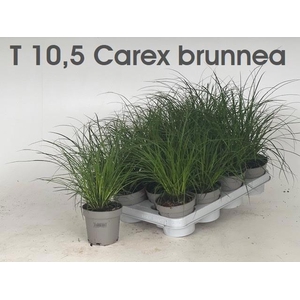 CAREX BRUNNEA