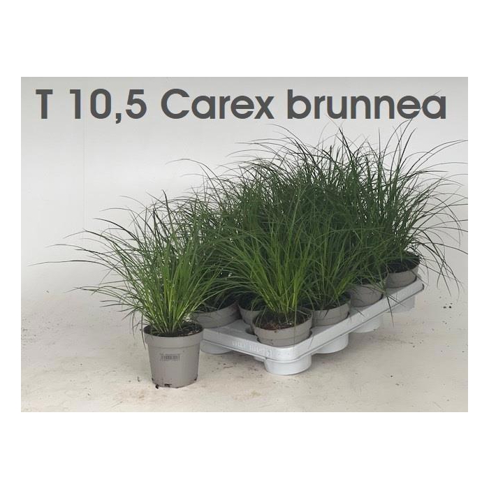 <h4>CAREX BRUNNEA</h4>