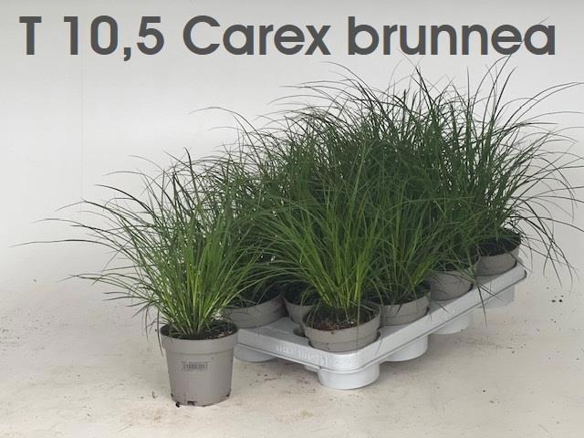 <h4>CAREX BRUNNEA</h4>