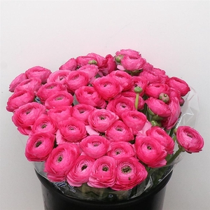 Ran Su Sr Cic Cerise Extra