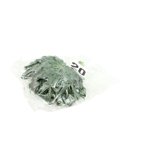 Aralia Baby V P X 5
