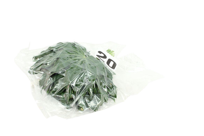 <h4>Aralia Baby V P X 5</h4>