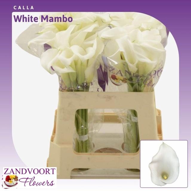 <h4>ZANT WHITE MAMBO</h4>