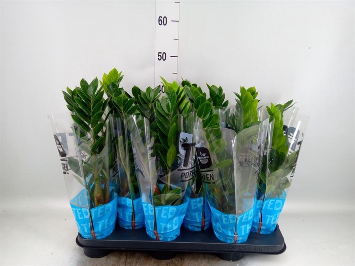 <h4>Zamioculcas zamiifolia</h4>