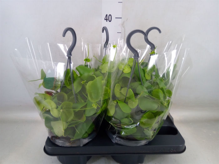 <h4>Dischidia platyphylla</h4>