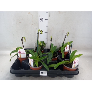 Paphiopedilum   ...