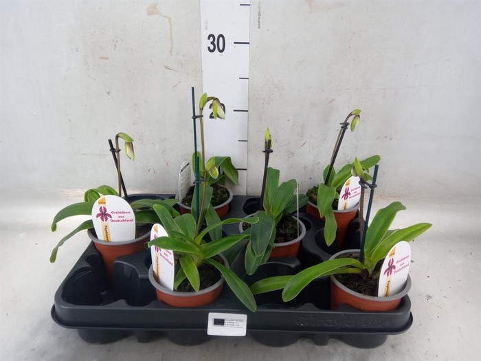 <h4>Paphiopedilum   ...</h4>