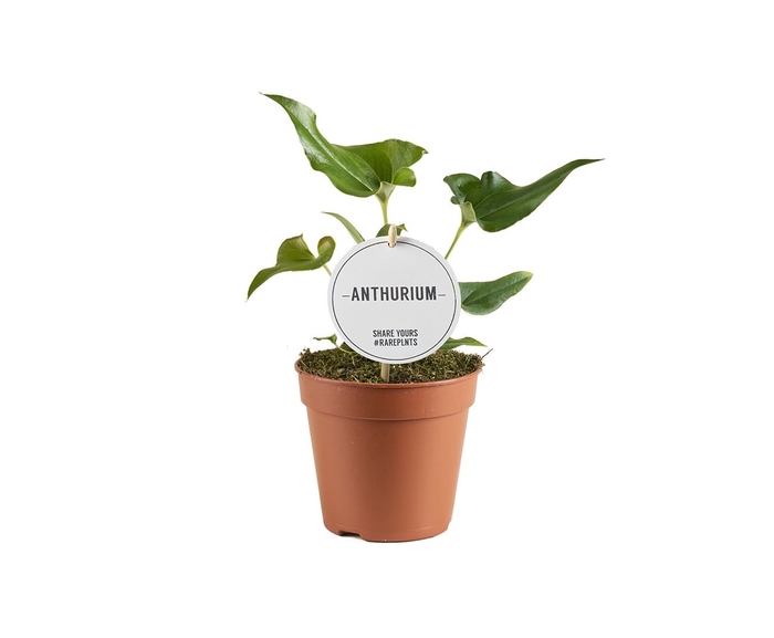 <h4>Anthurium blad</h4>