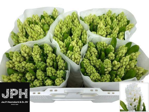 <h4>HYAC WHITE KING</h4>