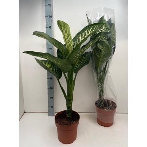 DIEFF SE TROPIC SNOW