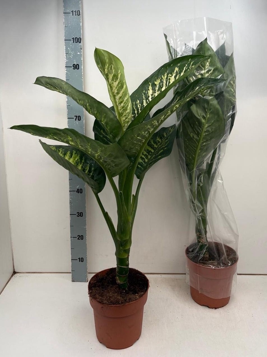 <h4>DIEFF SE TROPIC SNOW</h4>