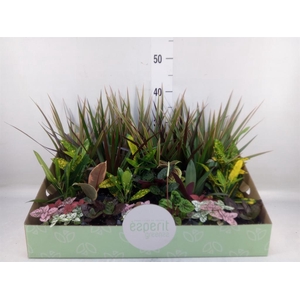 Planten  ..mix