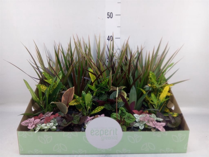 <h4>Planten ..mix</h4>