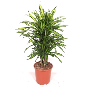 Dracaena Riki
