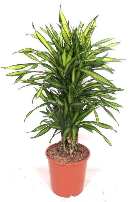 <h4>Dracaena Riki</h4>