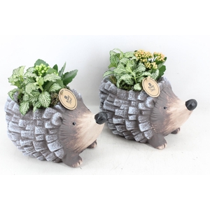 arr2 PL - Ker. egel indoor mix
