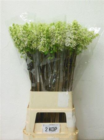 <h4>Syr V Mme Fl Stepman</h4>