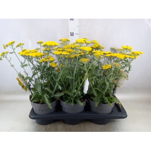 Achillea filip. 'Moonshine'