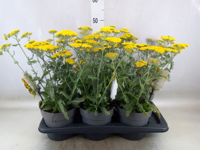 <h4>Achillea filip. 'Moonshine'</h4>