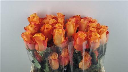 <h4>R Gr Aloha Ll</h4>