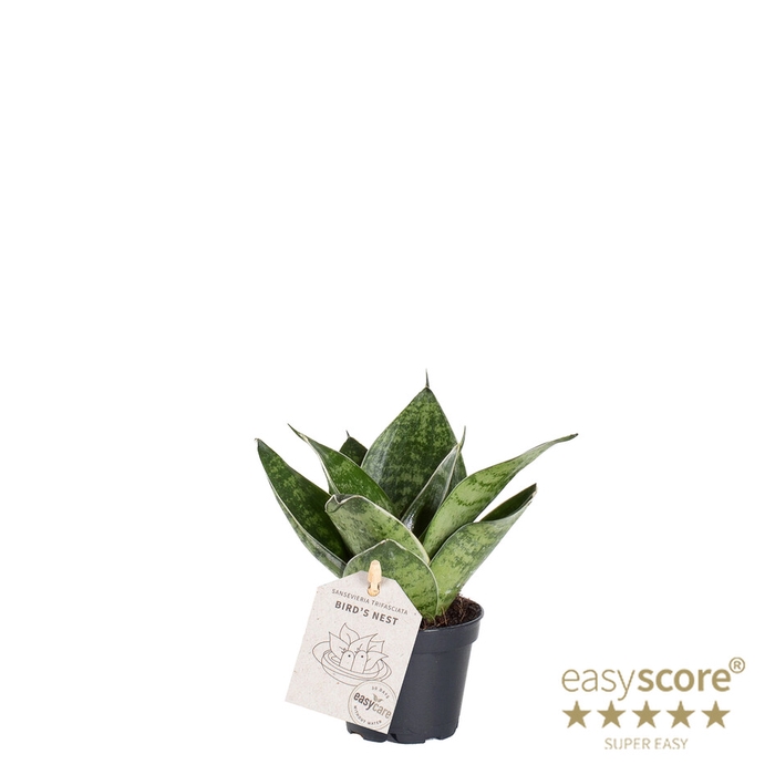 <h4>SANSEVIERIA TRIFASCIATA P6 GREEN</h4>