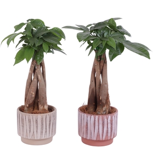 Pachira Braided Ø09cm in Ø11cm Ceramic NT667