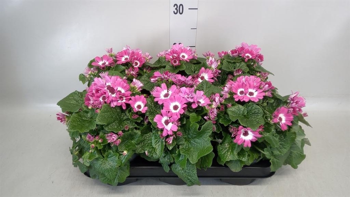 <h4>Senecio   ...</h4>