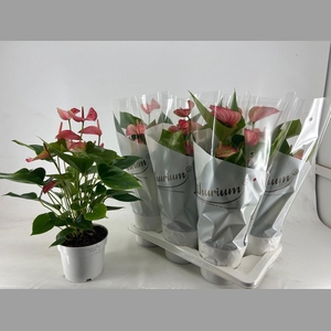 ANTHU A LIVIUM RED