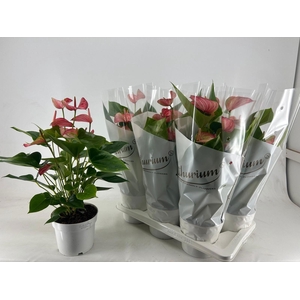 ANTHU A LIVIUM RED