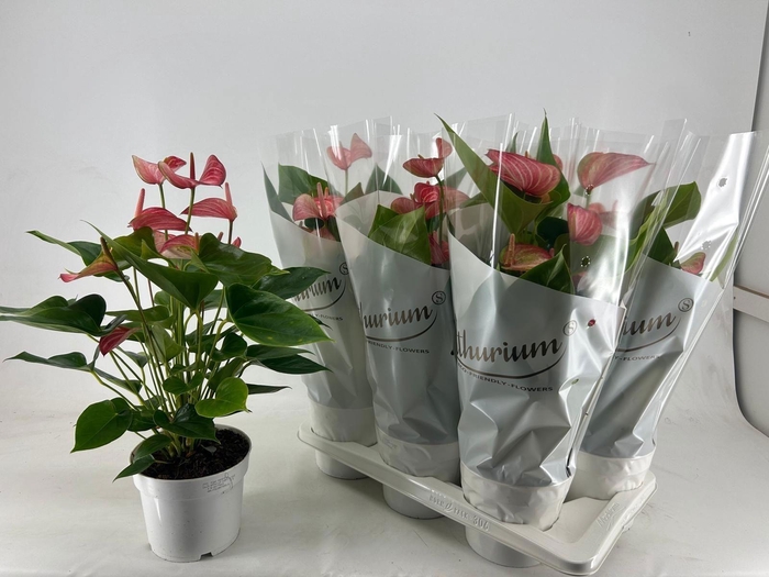 <h4>ANTHU A LIVIUM RED</h4>